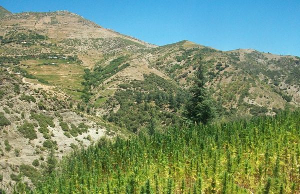 Maroko, w Kraju Haszyszu Króluje Podziemie i Nielegalny Handel Narkotykami, kanabis.info