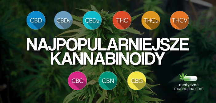 Kannabinoidy: 9 Najbardziej Popularnych Kannabinoidów, kanabis.info