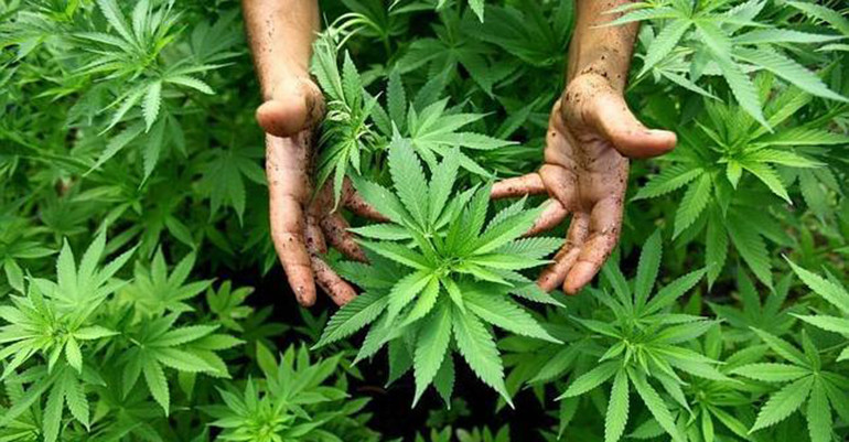 Dlaczego Marihuana Jest Nielegalna?, kanabis.info