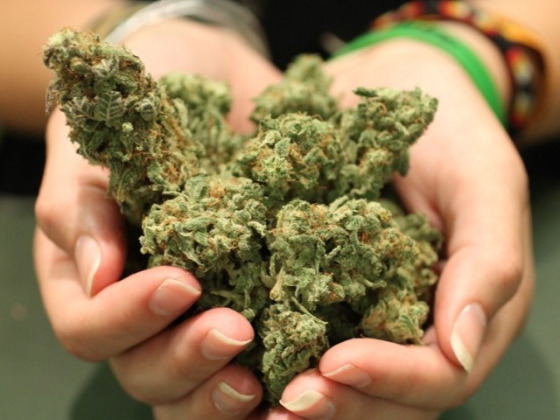 Lista Najważniejszych Odmian Marihuany, kanabis.info