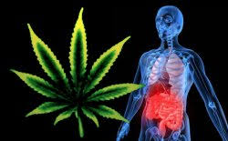 Cannabis przy leczeniu choroby Crohna, kanabis.info