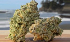 Hawaje: pierwsze dwa sklepy z medyczną marihuaną na wyspie, kanabis.info