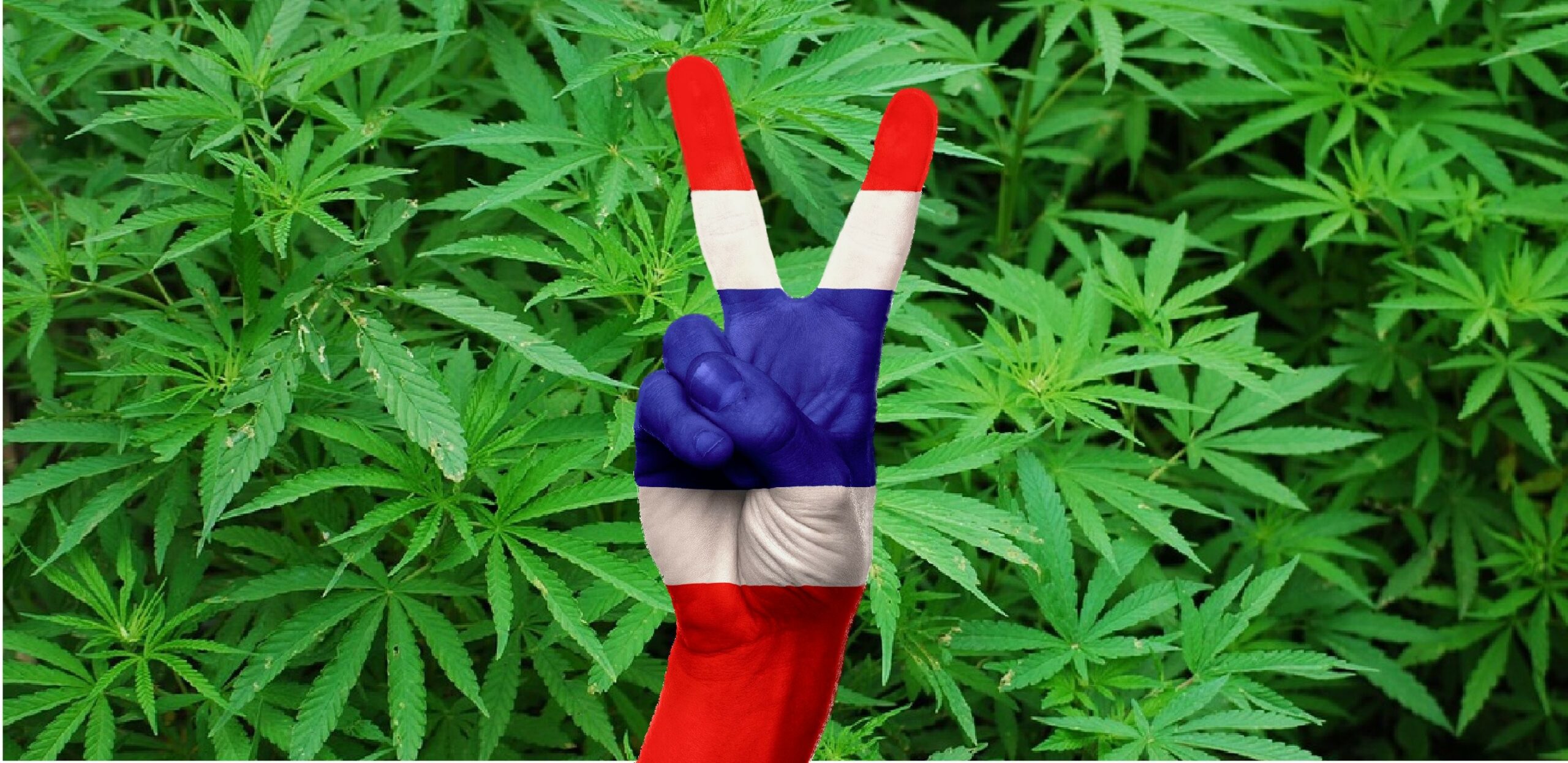 Tajlandia Legalizuje Uprawę Marihuany na Własny Użytek, kanabis.info